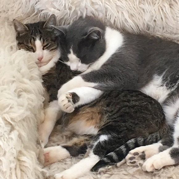 Napping and Shopping🐈💛 - Picture 3 of 8